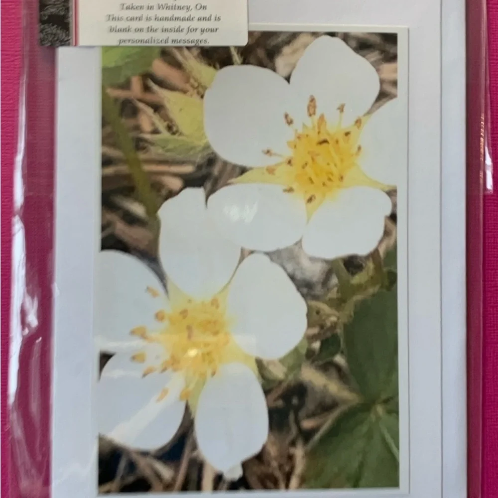 2 for $30 Nature Photo Blank Greeting Cards. Algonquin Spring set of 4 - Picture 4 of 9